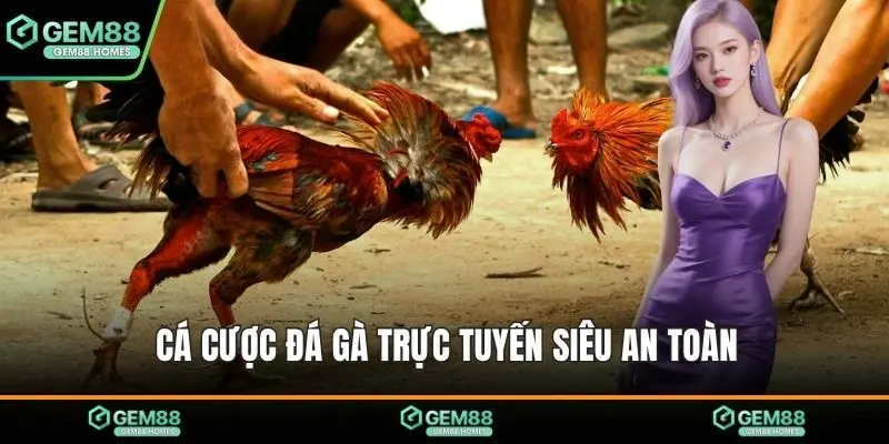 Cá cược đá gà trực tuyến siêu an toàn 