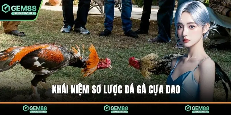 Khái niệm sơ lược đá gà cựa dao