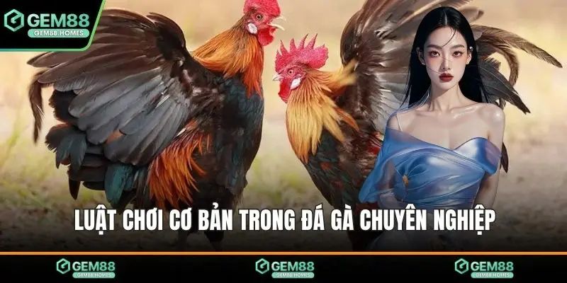 Luật chơi cơ bản trong đá gà chuyên nghiệp