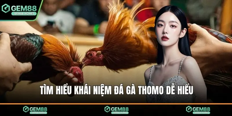 Tìm hiểu khái niệm đá gà Thomo dễ hiểu