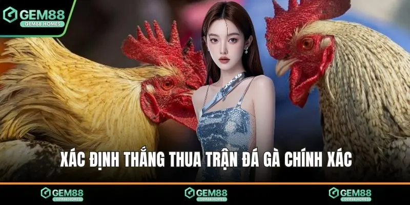 Xác định thắng thua trận đá gà chính xác